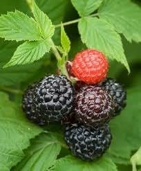 ProDentim ingredients raspberry