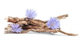 ProDentim ingredients chicory root