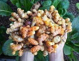 ProDentim ingredients turmeric