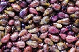 ProDentim ingredients grape seed extract