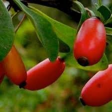 ProDentim ingredients berberine